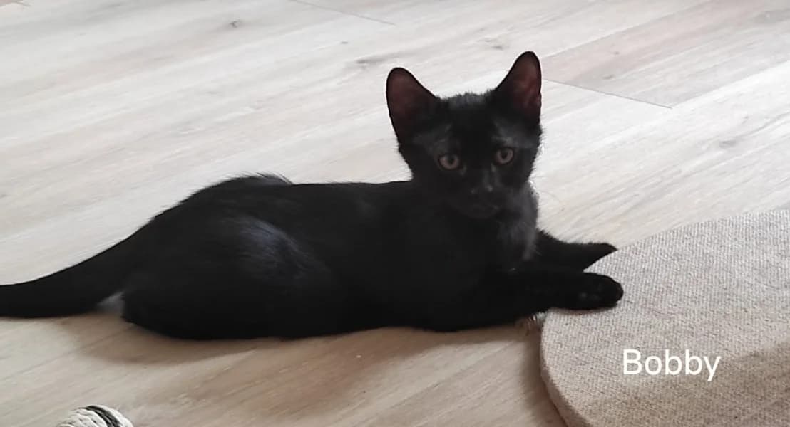 Europeen, male puppy Mixed Breed for adoption at SPA du Ramier (Montauban), Montauban