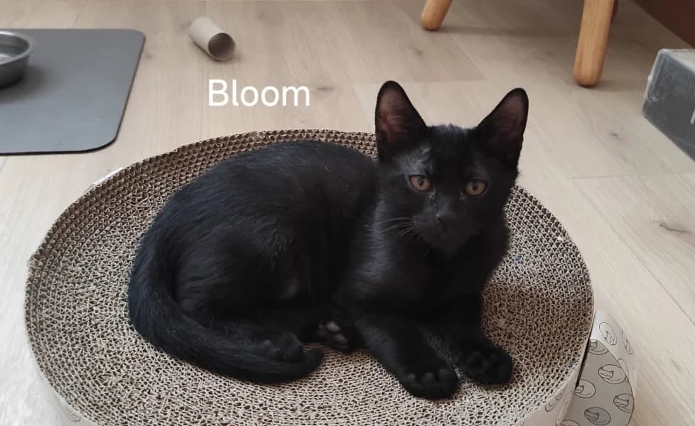 Europeen, male puppy Mixed Breed for adoption at SPA du Ramier (Montauban), Montauban