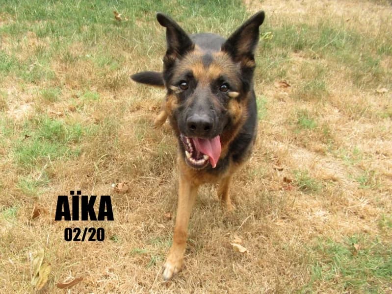 Aîka, female 6yo German Shepherd for adoption at SPA du Ramier (Montauban), Montauban