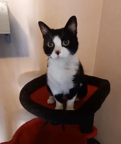 Luna, female senior mixed breed for adoption at SPA du Ramier (Montauban), Montauban