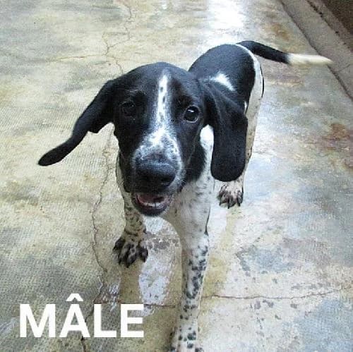 Ty setter beagle, male puppy Mixed Breed for adoption at SPA du Ramier (Montauban), Montauban