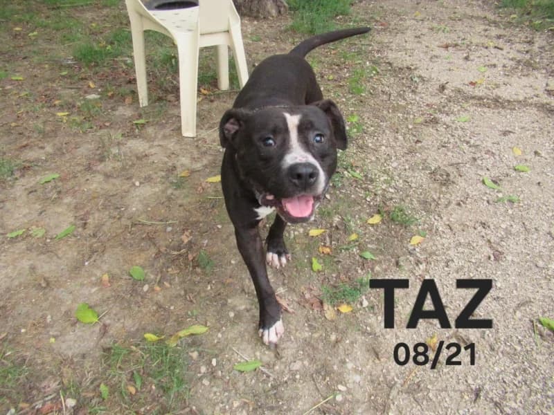Taz, male 5yo mixed breed for adoption at SPA du Ramier (Montauban), Montauban