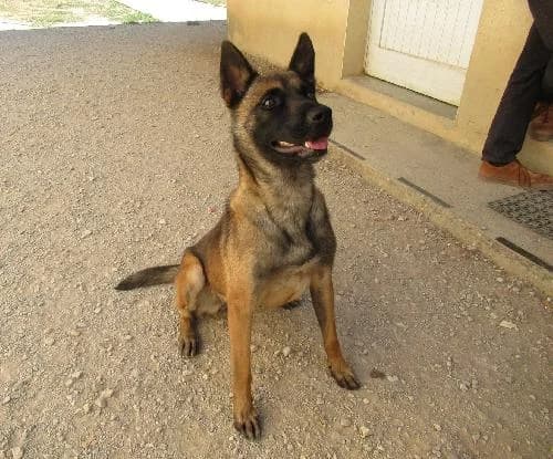 Nova, female young Belgian Malinois for adoption at SPA du Ramier (Montauban), Montauban
