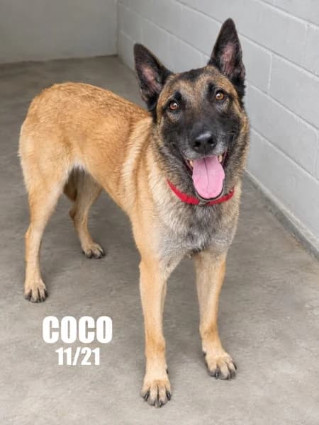 Coco, female 4yo Belgian Malinois for adoption at SPA du Ramier (Montauban), Montauban