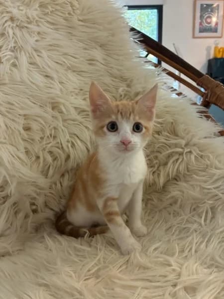 Europeen, male puppy Mixed Breed for adoption at SPA du Ramier (Montauban), Montauban