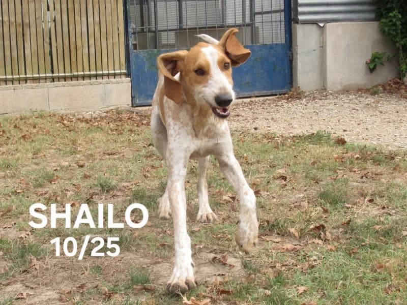 Shailo, male young mixed breed for adoption at SPA du Ramier (Montauban), Montauban
