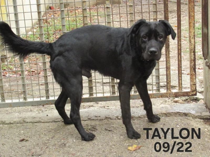 Taylon, male 4yo mixed breed for adoption at SPA du Ramier (Montauban), Montauban
