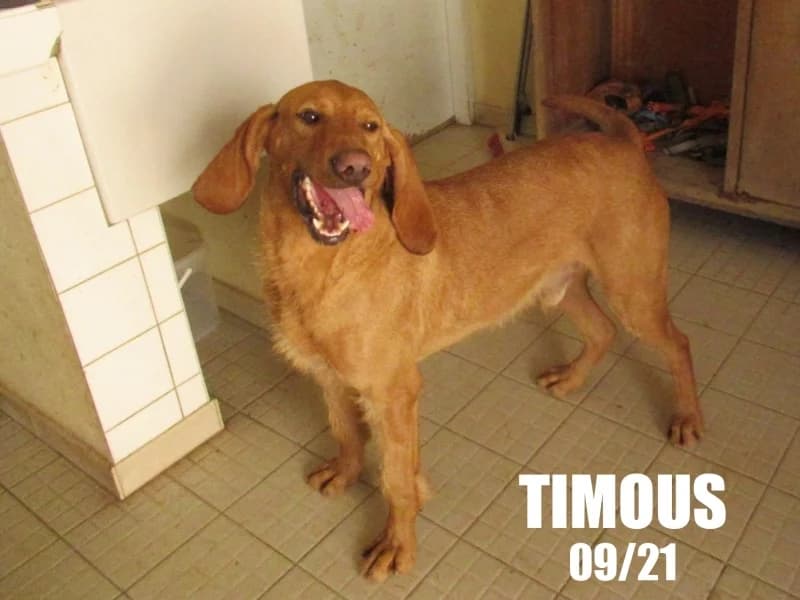 Timous, male 5yo mixed breed for adoption at SPA du Ramier (Montauban), Montauban