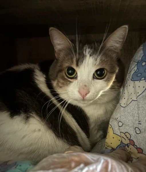 Moon, female 6yo mixed breed for adoption at SPA du Ramier (Montauban), Montauban