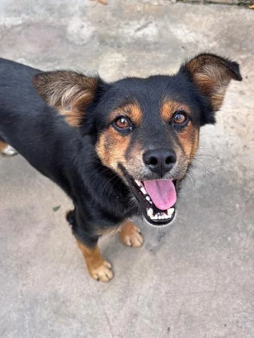 Toby, male young mixed breed for adoption at SPA du Ramier (Montauban), Montauban