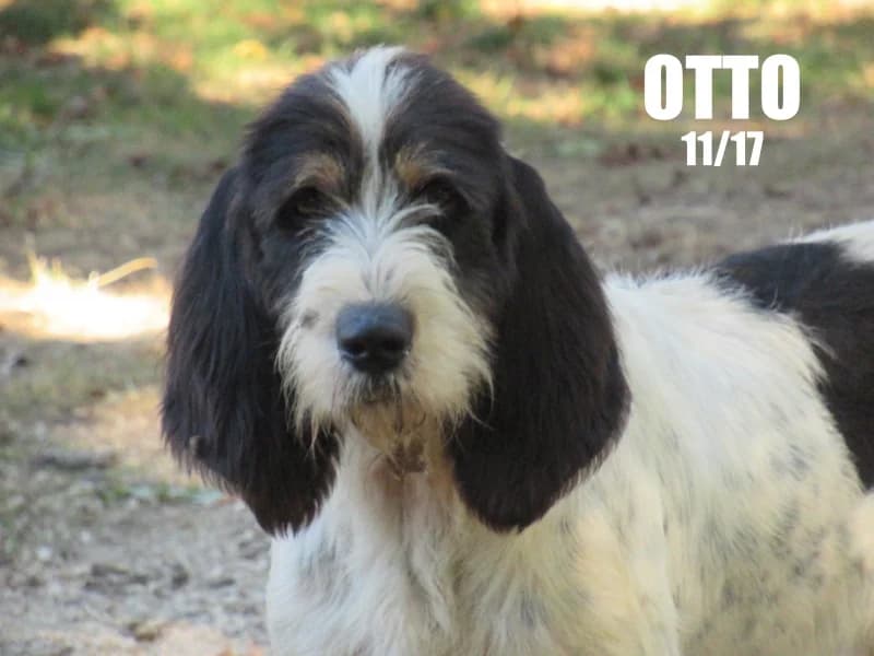 Otto, male senior mixed breed for adoption at SPA du Ramier (Montauban), Montauban