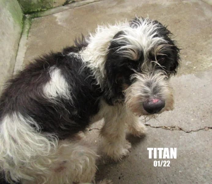 Titan, male 4yo mixed breed for adoption at SPA du Ramier (Montauban), Montauban