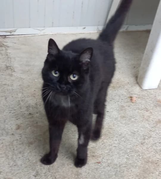 Selene, female senior mixed breed for adoption at SPA du Ramier (Montauban), Montauban