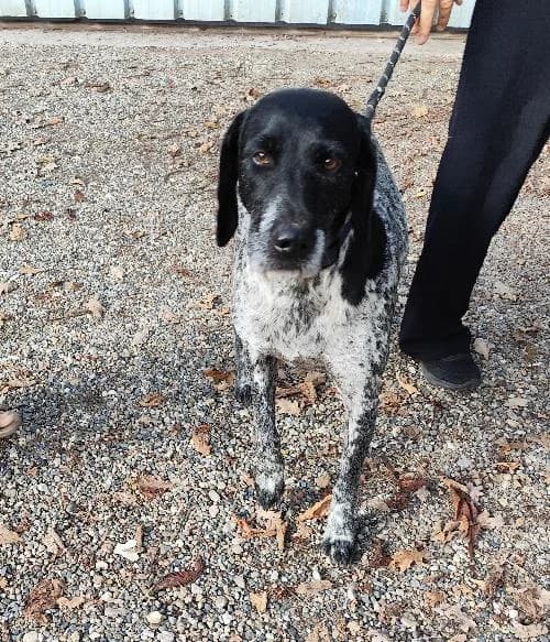 Rita, female 6yo Pointer for adoption at SPA du Ramier (Montauban), Montauban