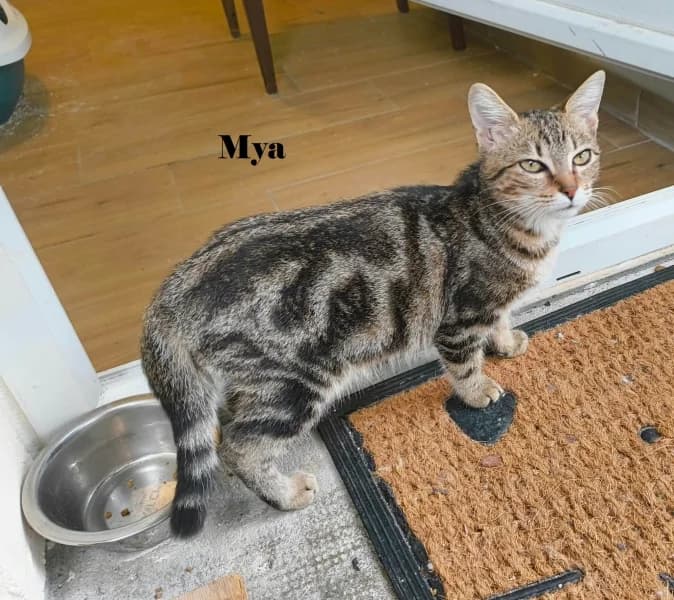 Europeen, female puppy Mixed Breed for adoption at SPA du Ramier (Montauban), Montauban