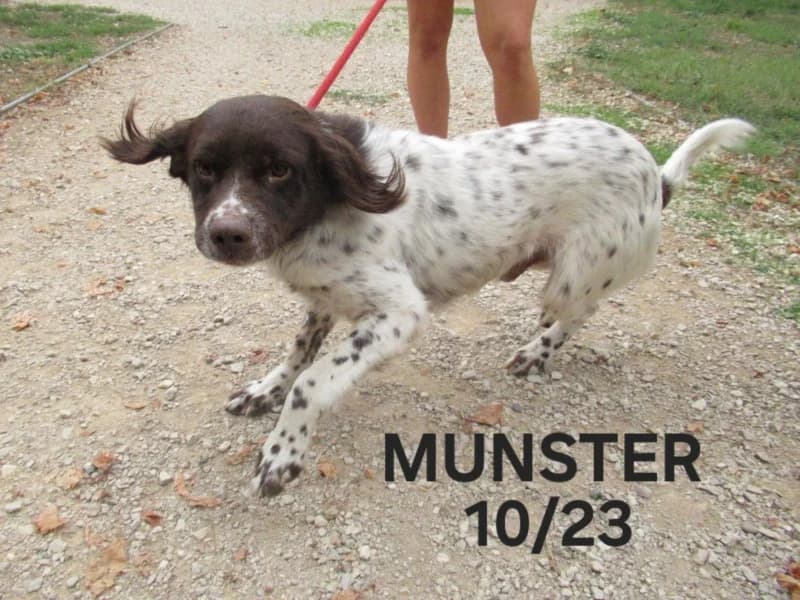 Munster, male 3yo mixed breed for adoption at SPA du Ramier (Montauban), Montauban