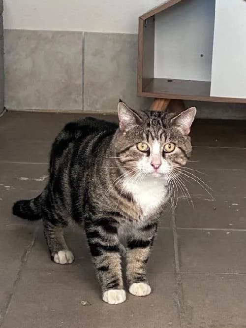 O'maley, male senior mixed breed for adoption at SPA du Ramier (Montauban), Montauban