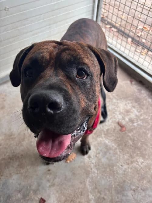 Johnny, male young Cane Corso for adoption at SPA du Ramier (Montauban), Montauban
