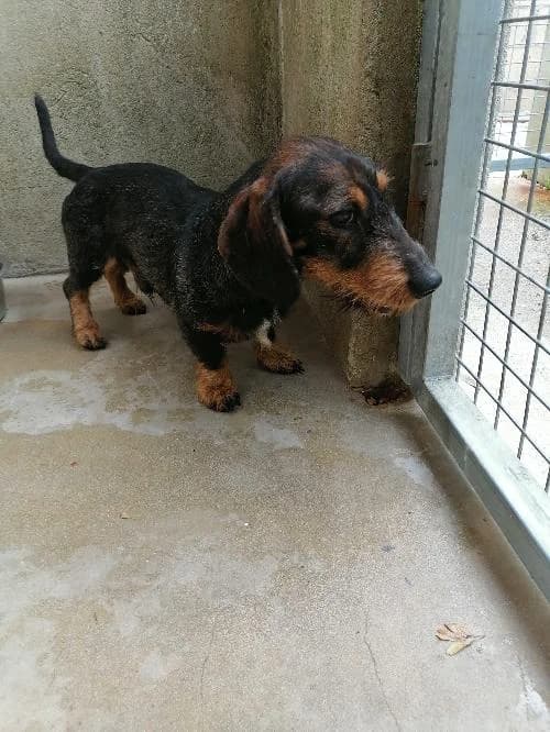 Chippo, male 3yo Dachshund for adoption at SPA du Ramier (Montauban), Montauban