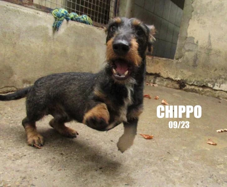 Chippo, male 3yo Dachshund for adoption at SPA du Ramier (Montauban), Montauban