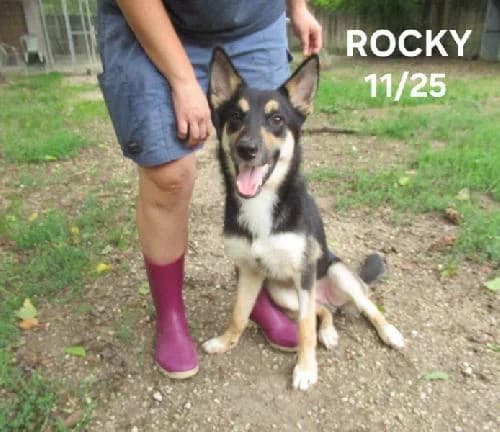 Rocky, male puppy Husky for adoption at SPA du Ramier (Montauban), Montauban