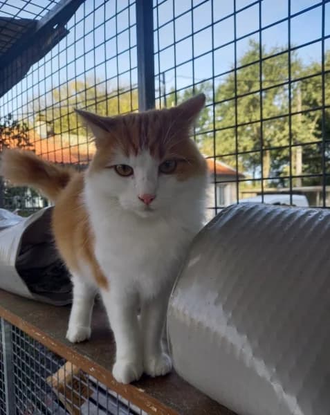 Uno, male young mixed breed for adoption at SPA du Ramier (Montauban), Montauban