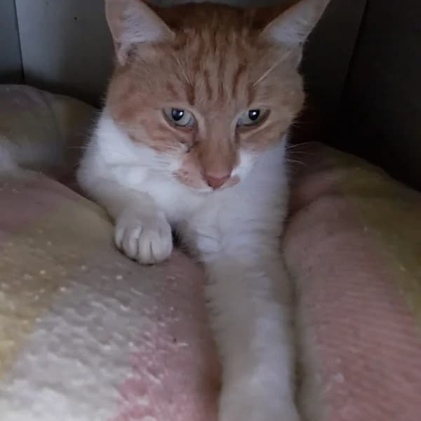 Celestine, female young mixed breed for adoption at SPA du Ramier (Montauban), Montauban