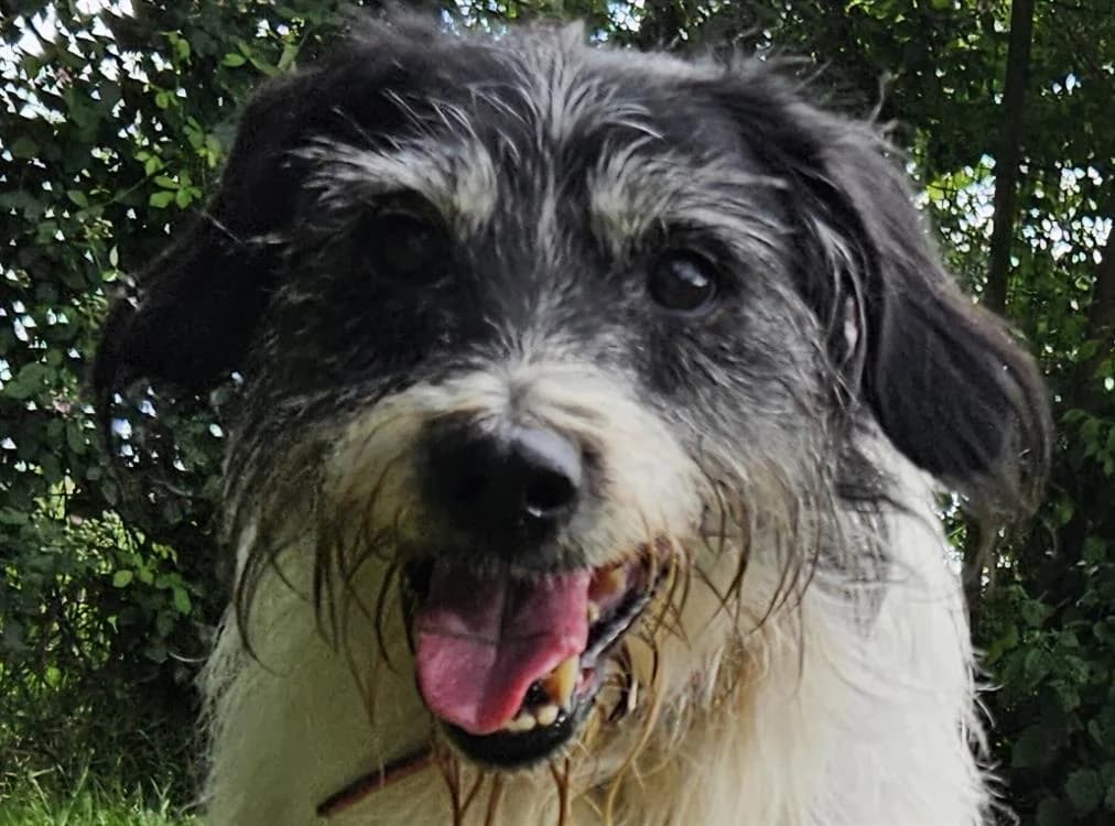 JACK, male senior Mixed Breed for adoption at SPA Redon, Redon