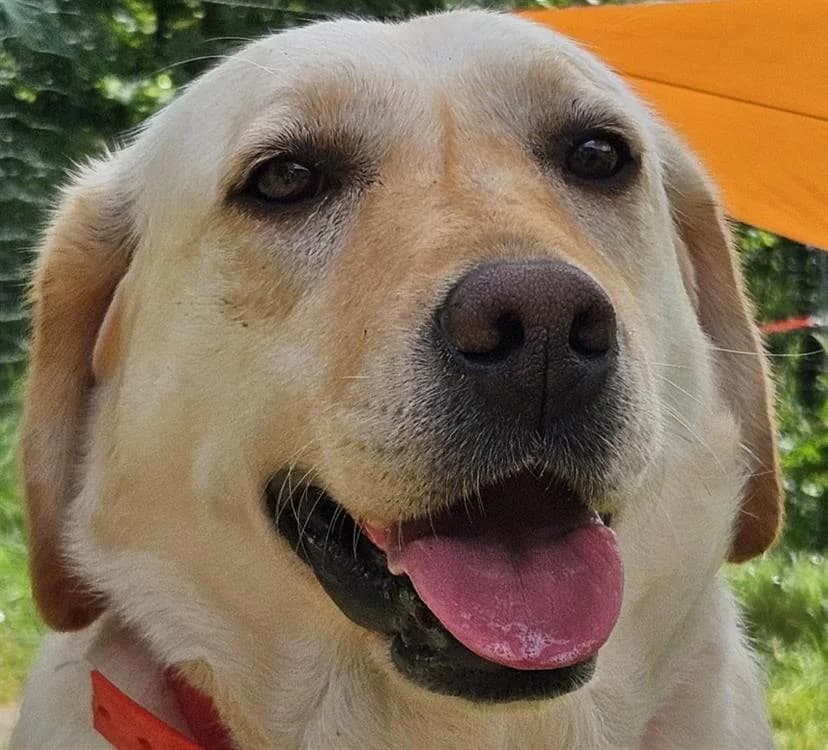 SOFIA, female 4yo Labrador Retriever for adoption at SPA Redon, Redon