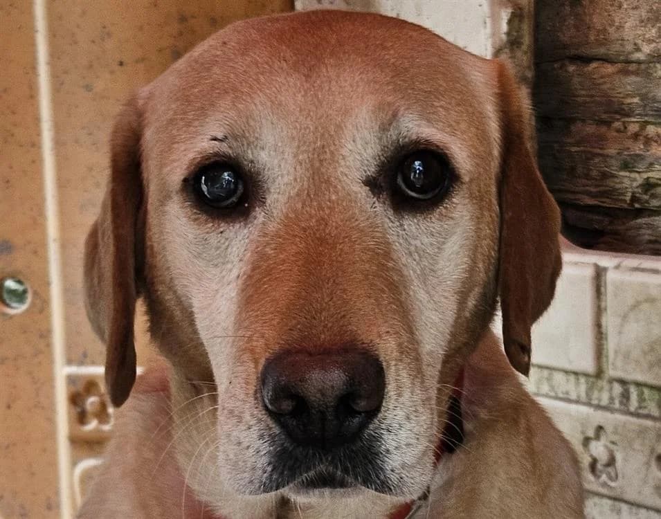 SOTTYSE, female 5yo Labrador Retriever for adoption at SPA Redon, Redon