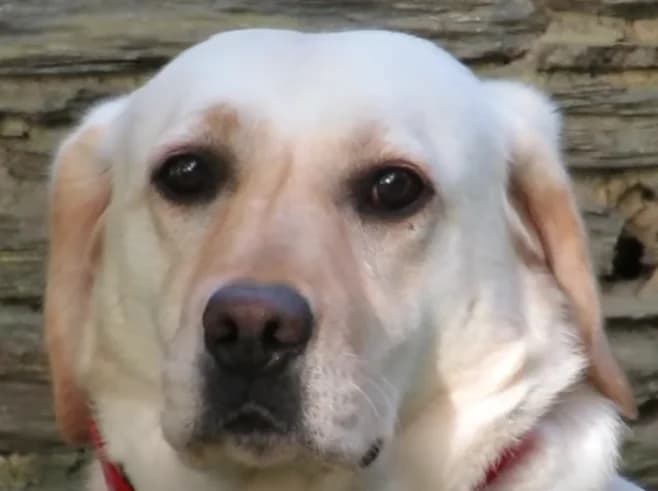 ULOTTE, female young Labrador Retriever for adoption at SPA Redon, Redon