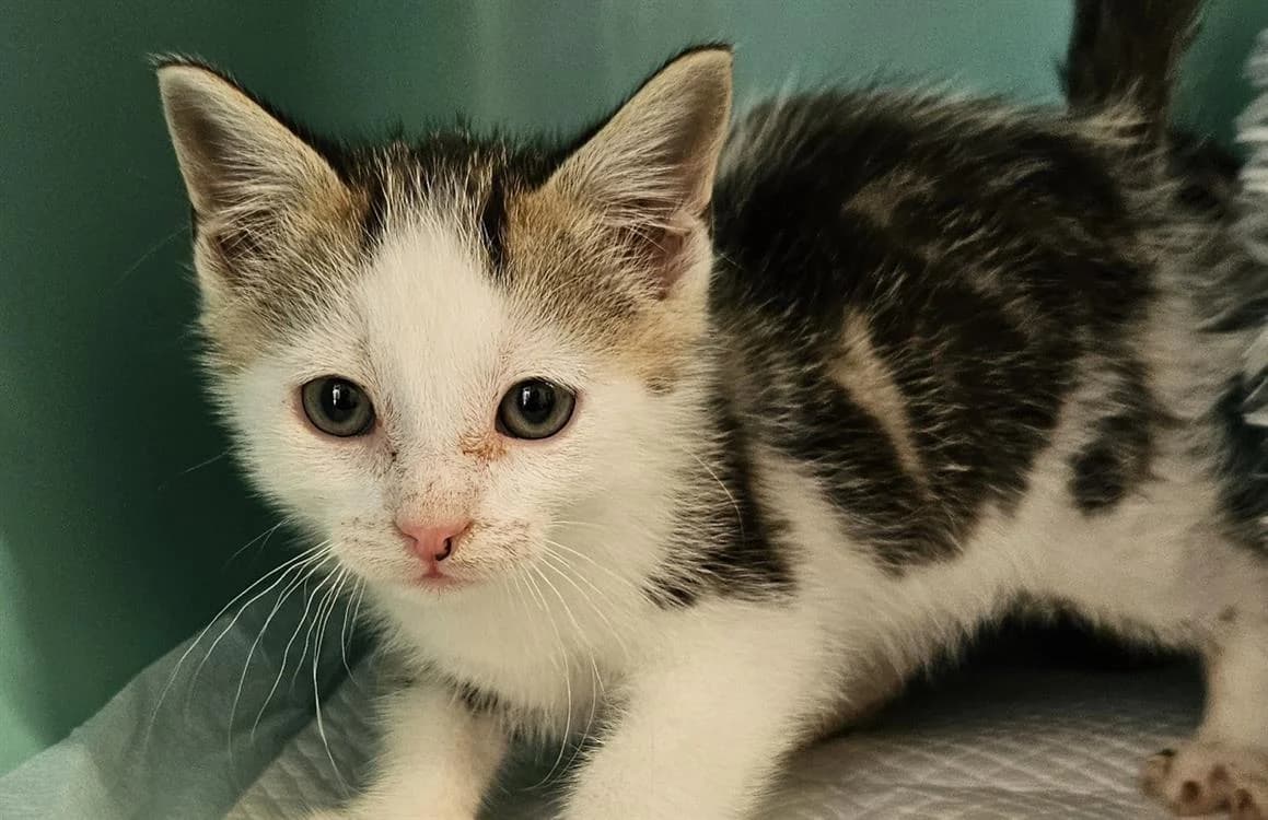 MUCHE, male Mixed Breed for adoption at SPA Redon, Redon