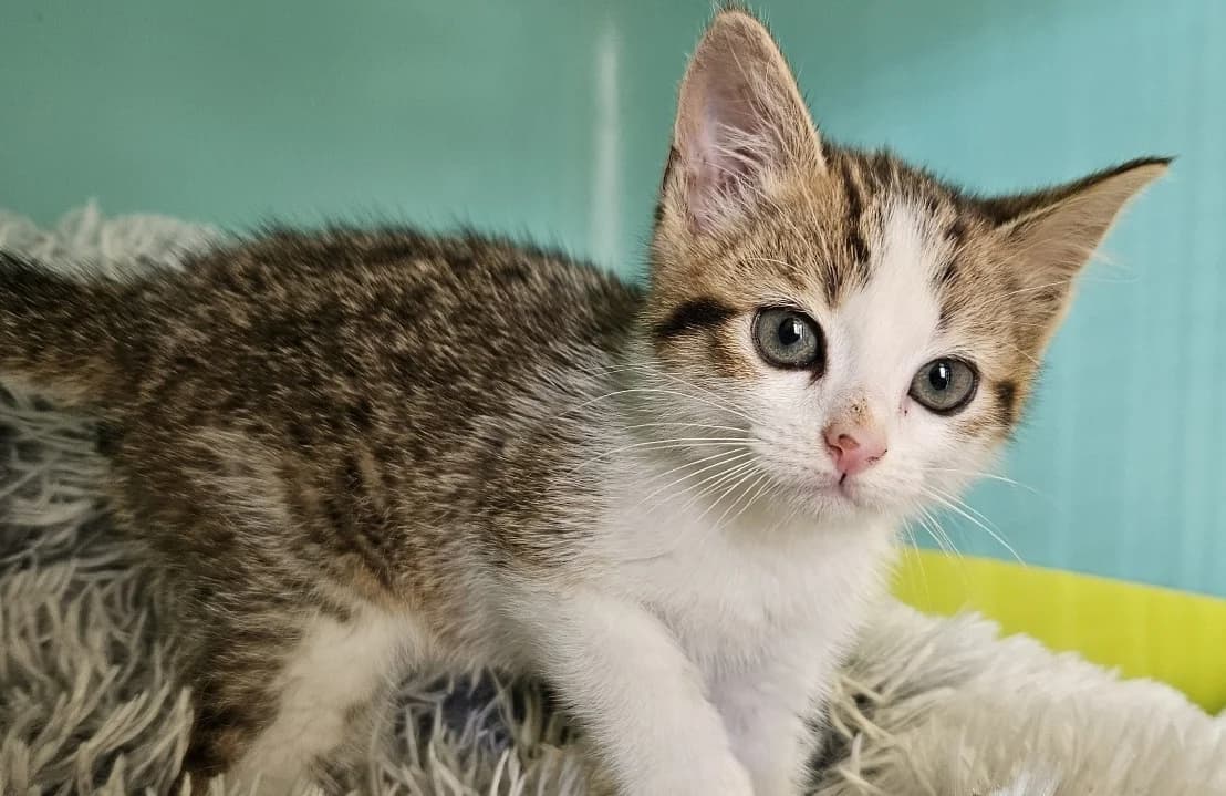 CABRIOLE, female Mixed Breed for adoption at SPA Redon, Redon