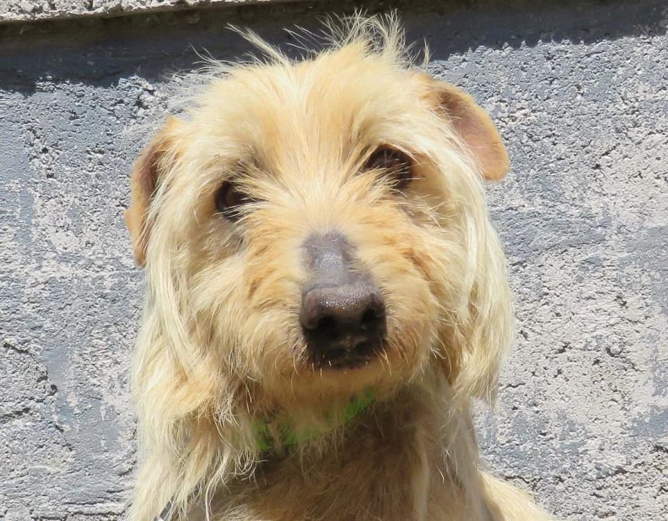 VITO, male 6yo Border Collie for adoption at SPA Redon, Redon