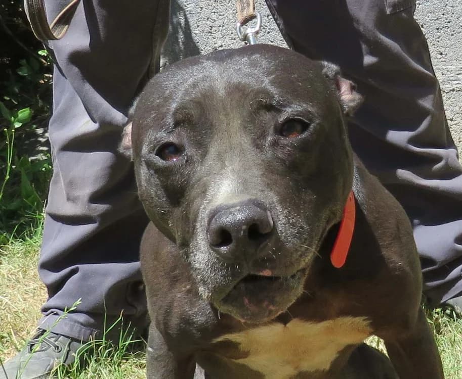 FALONE, female senior mixed breed for adoption at SPA Redon, Redon