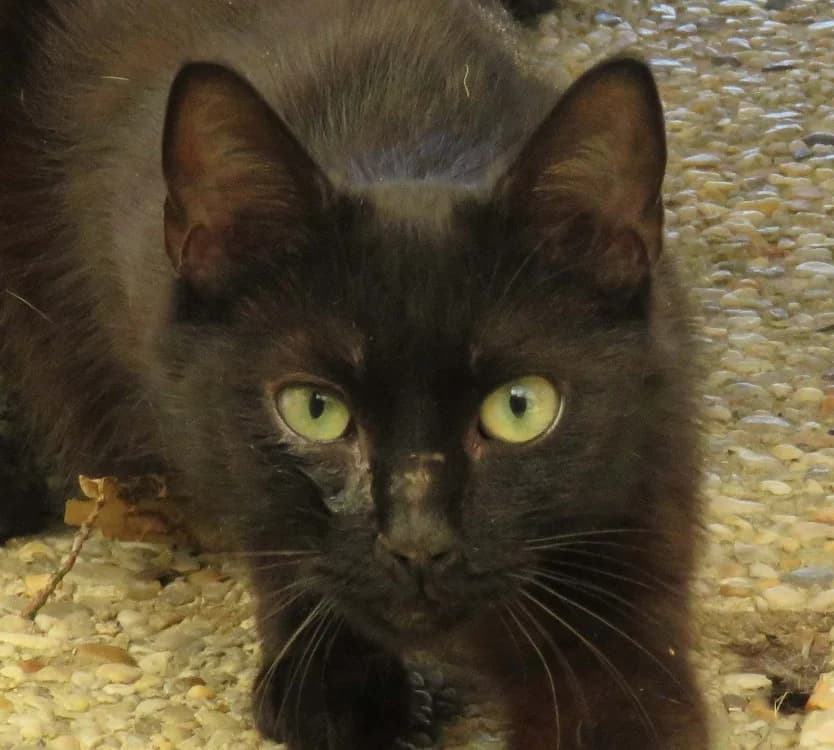 THORIEL, female young Mixed Breed for adoption at SPA Redon, Redon