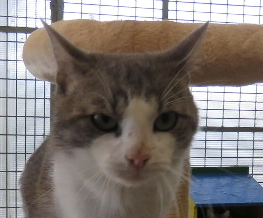 BOLACHA, male 3yo Mixed Breed for adoption at SPA Redon, Redon