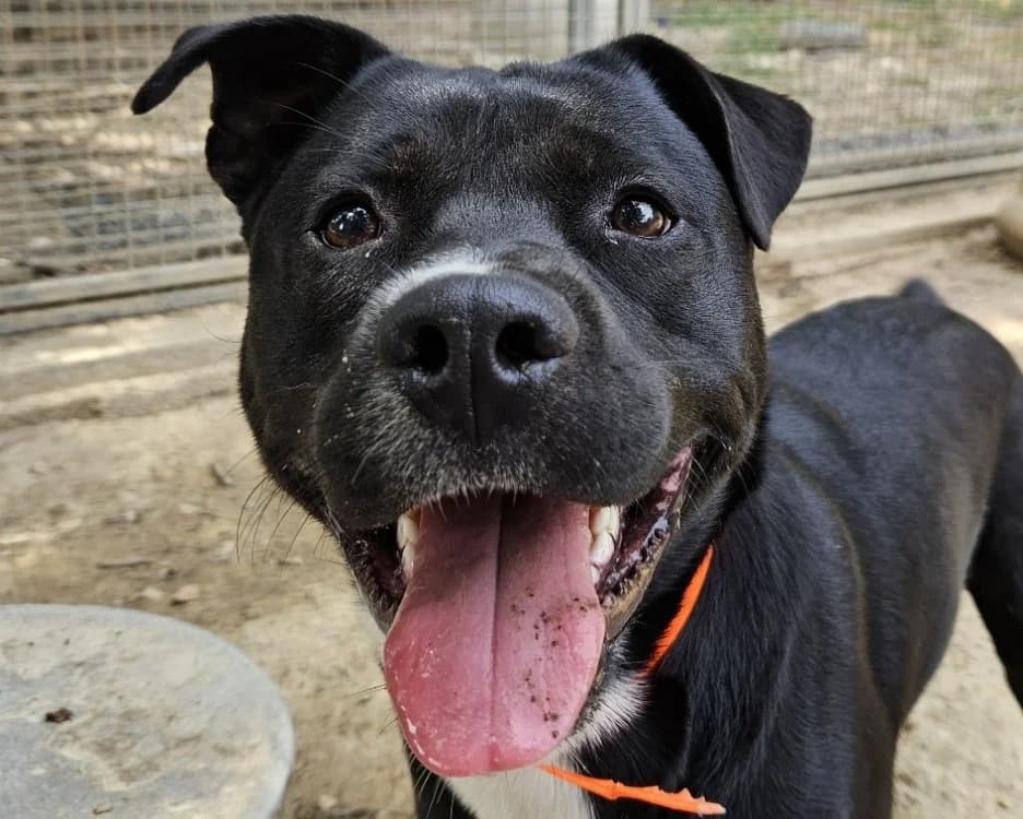 TITUS, male mixed breed for adoption at SPA Redon, Redon