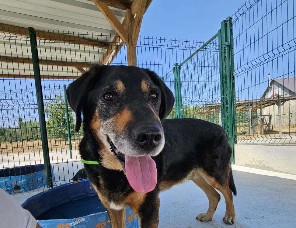 CHARON, male senior mixed breed for adoption at SPA Redon, Redon