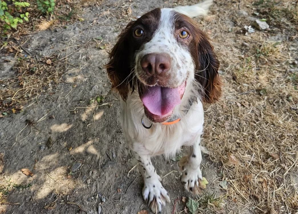 PEDRO, male 3yo mixed breed for adoption at SPA Redon, Redon