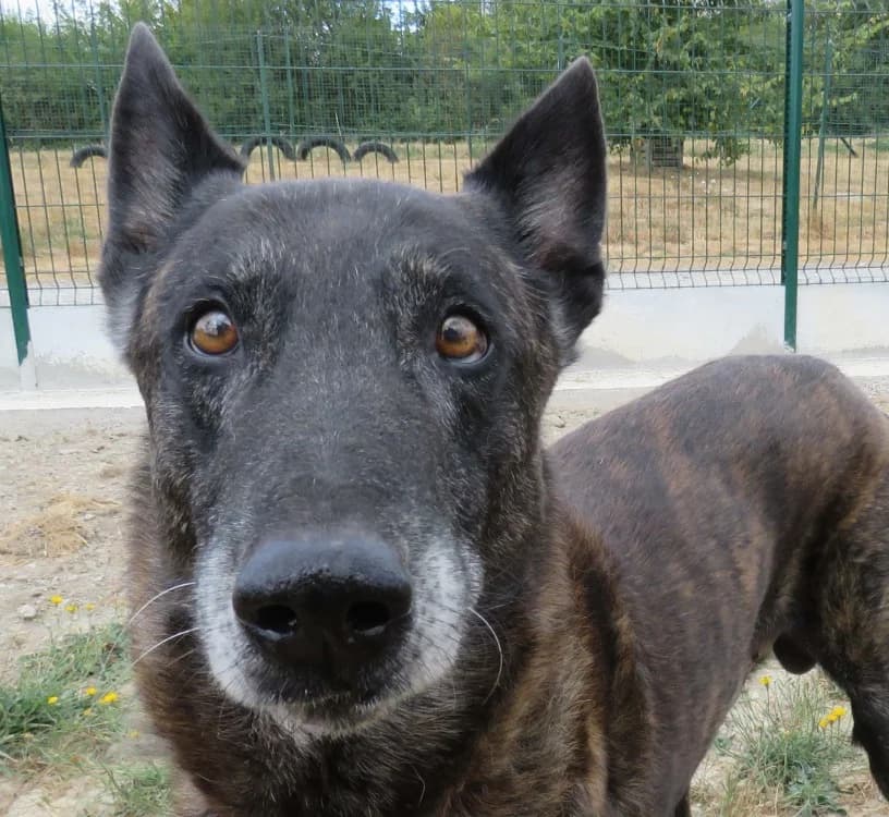 JERICHO, male senior mixed breed for adoption at SPA Redon, Redon