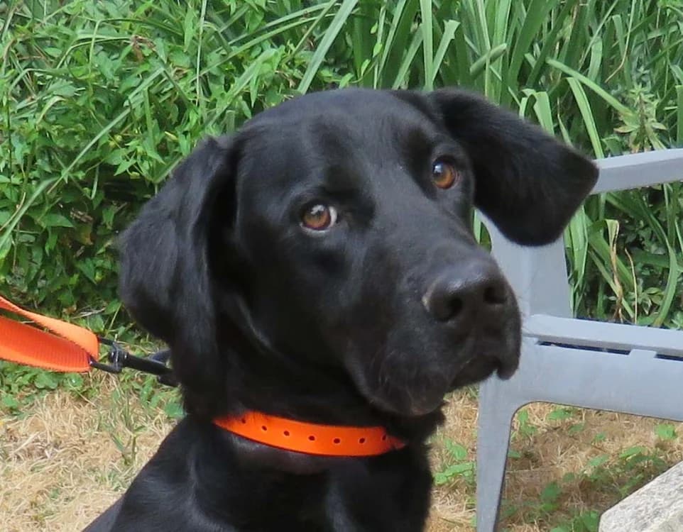 CERBERE, male 3yo Labrador Retriever for adoption at SPA Redon, Redon