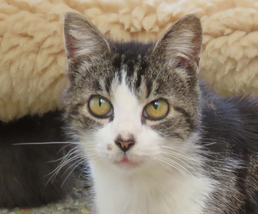 Croisti, female senior Mixed Breed for adoption at SPA Redon, Redon
