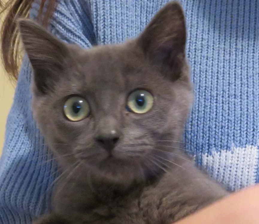 KUMA, male Mixed Breed for adoption at SPA Redon, Redon