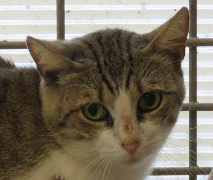 SULLY, male 3yo Mixed Breed for adoption at SPA Redon, Redon