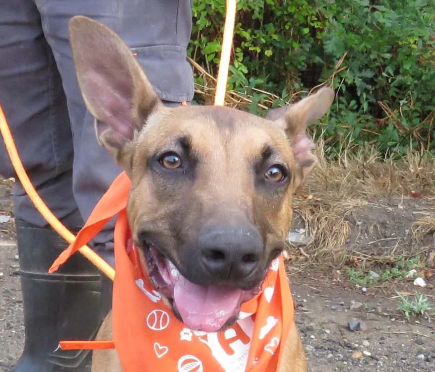 VANE, male mixed breed for adoption at SPA Redon, Redon