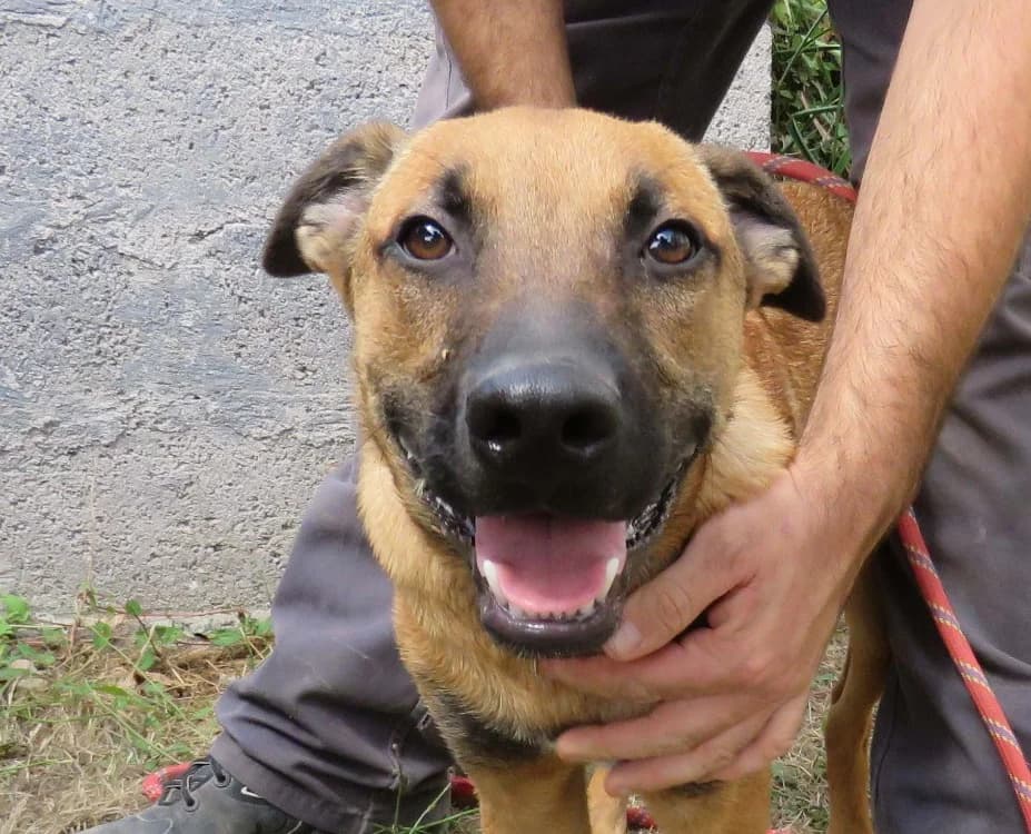YAKARI, male Belgian Malinois for adoption at SPA Redon, Redon