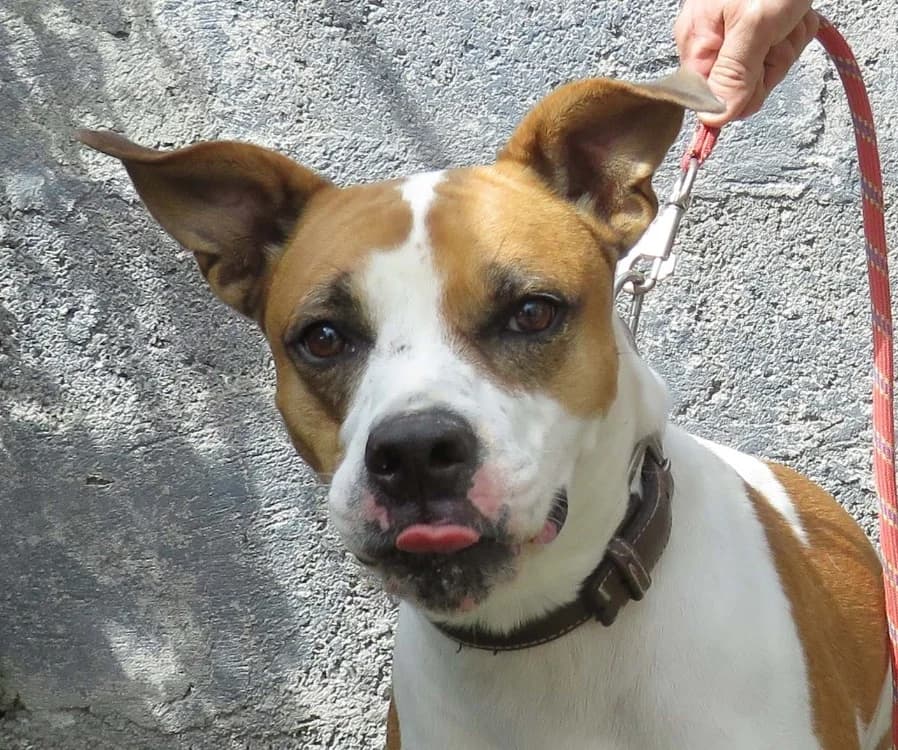 BAGGIE, female 5yo Mixed Breed for adoption at SPA Redon, Redon
