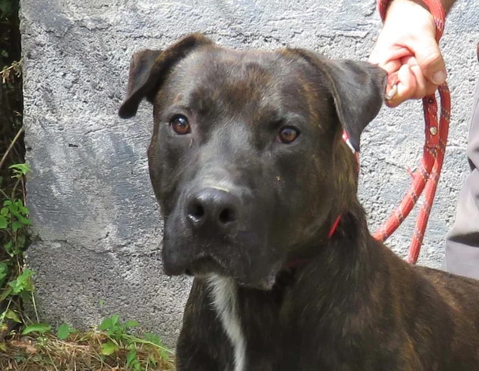 RACKHAN, male 3yo Cane Corso for adoption at SPA Redon, Redon