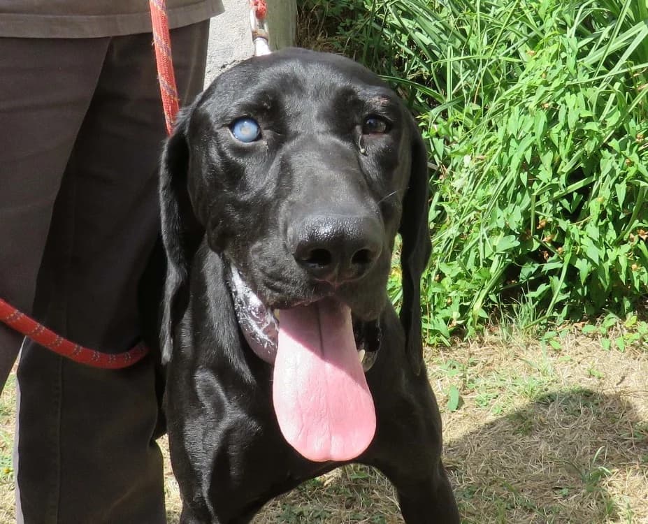 TEACH, male young Pointer for adoption at SPA Redon, Redon